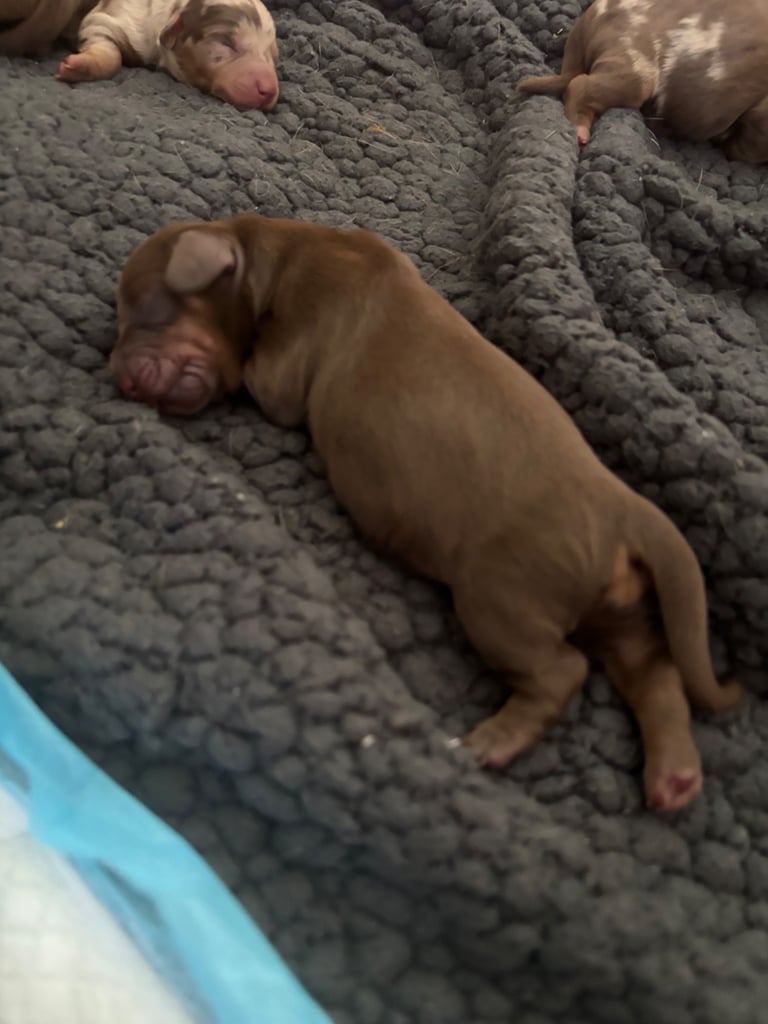 Miniature brown dachshund boy  