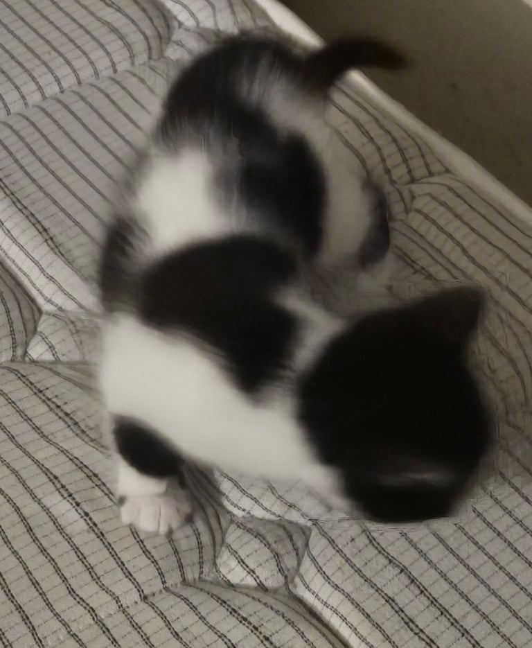 Beautiful kittens ready to go