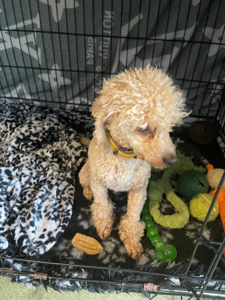 Miniature poodle male 