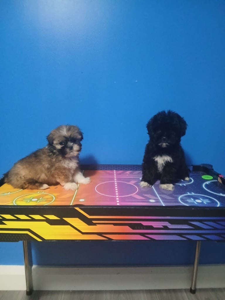 miniture shihtzu puppy