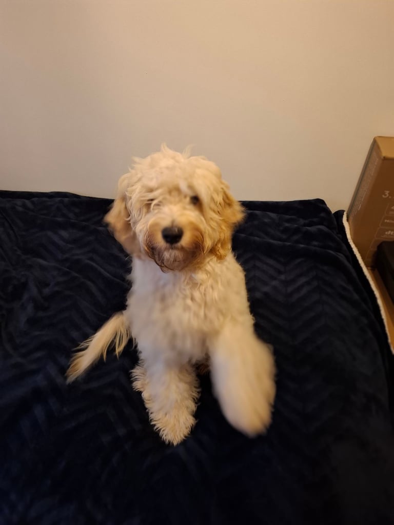 image for Cocerpoo puppy. Boy.