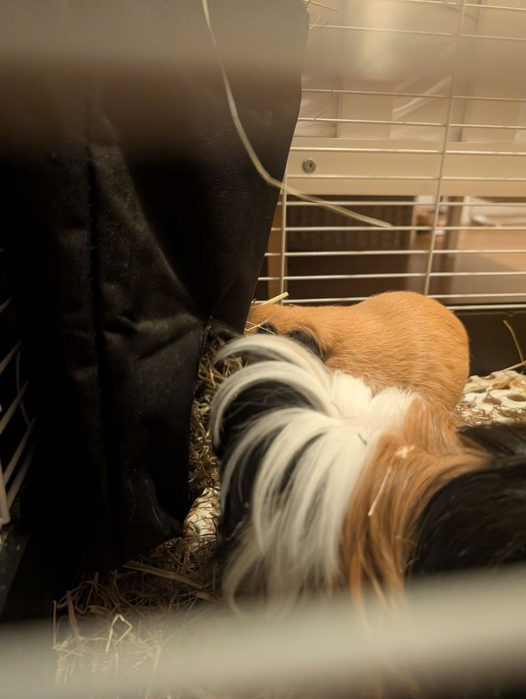 2 little guinea pigs 