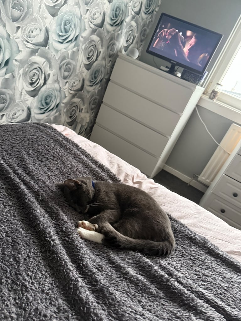 Pets for rehoming