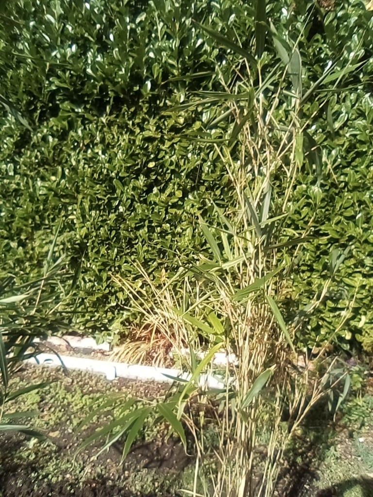 Tall mature bamboo plants - £10 each.