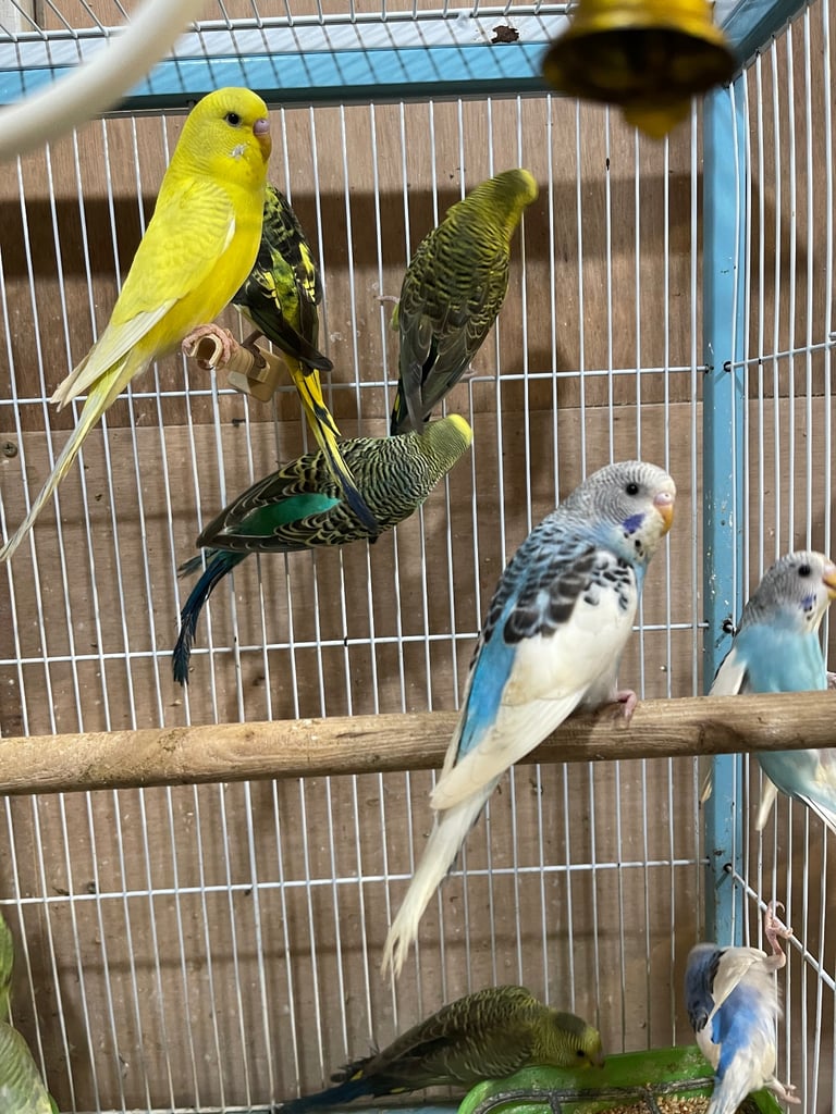 Budgies BW/Split BW