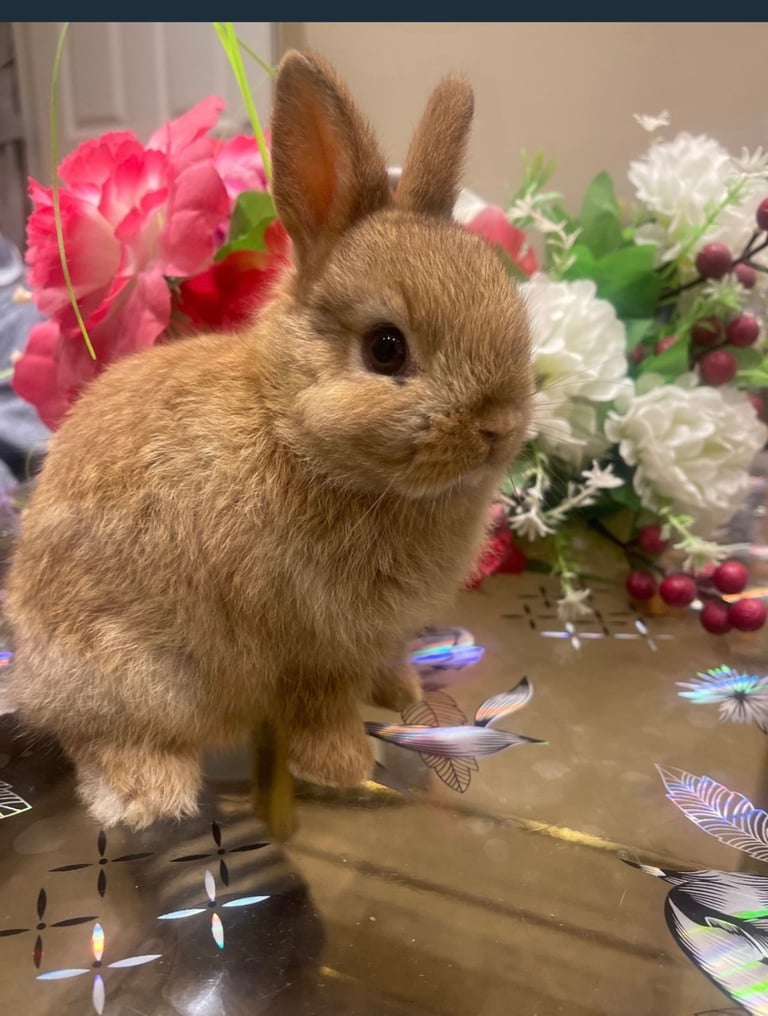 Netherland Dwarf Bunnies 
