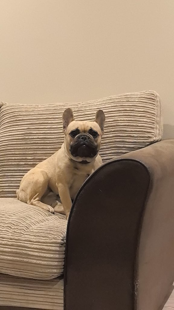 French bulldog 