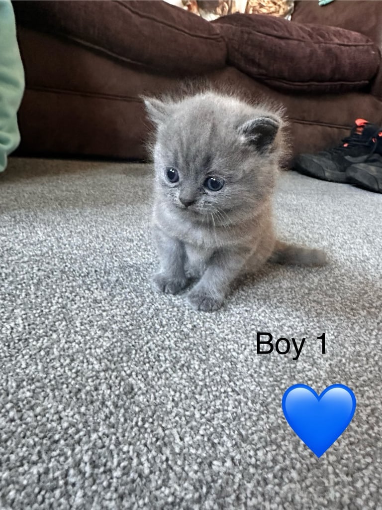 British blue kittens