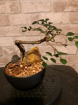 Bonsai root over rock