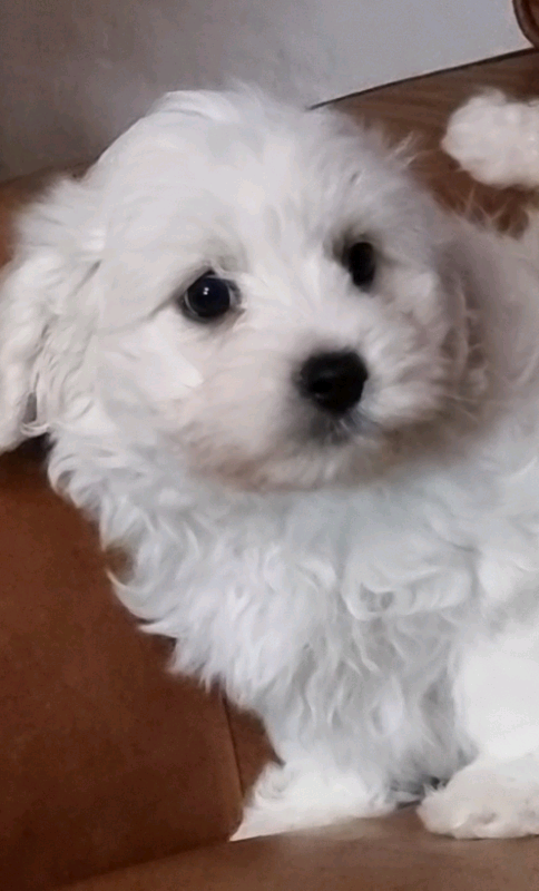 Cavachon hot sale puppies gumtree