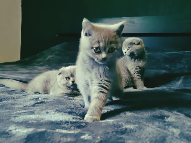 british shorthair kittens 