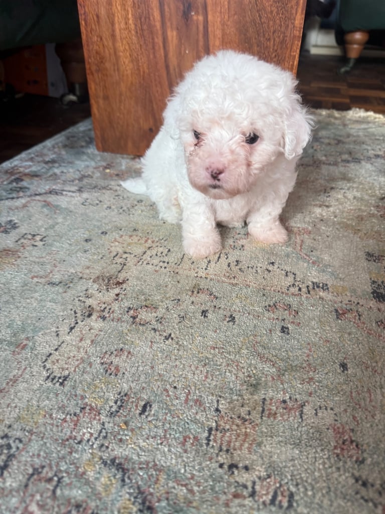 Cotton De Tulear puppies x3 looking for their forever homes
