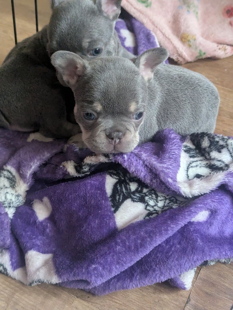 image for French bulldog puppies 