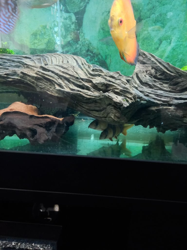 5ft juwel full set up