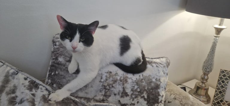 Luna 4 and a half year old beauty