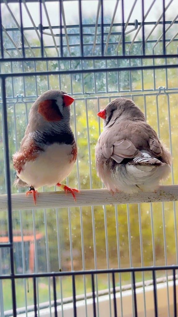 4 PAIRS OF BIG EXHIBITION SIZED CLOSE RUNG (ZFS) ZEBRA FINCHES