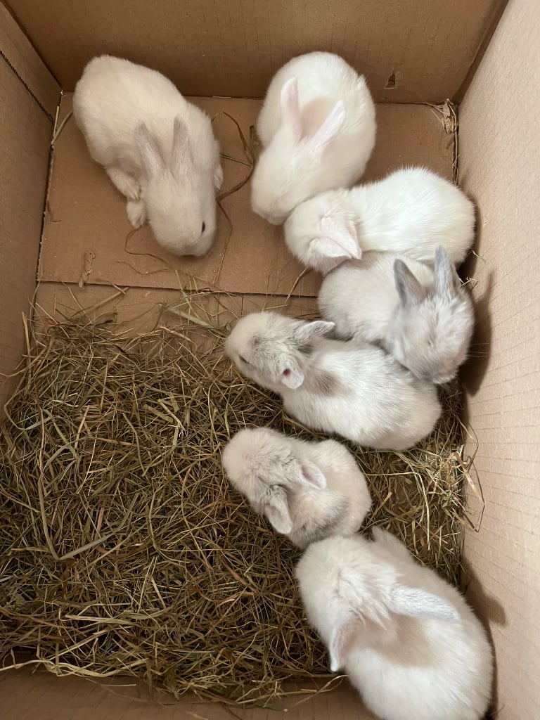 Baby rabbits, bunnies 