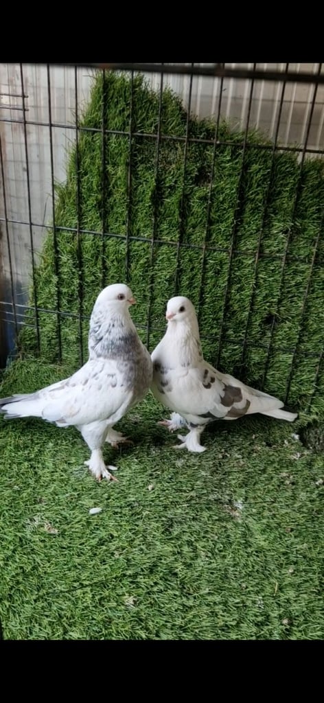image for Kurdish pigeons 