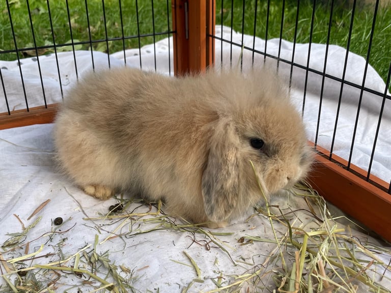 Mini lion lop - 1 boy left 