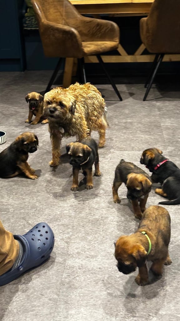 Border Terrier Pups 