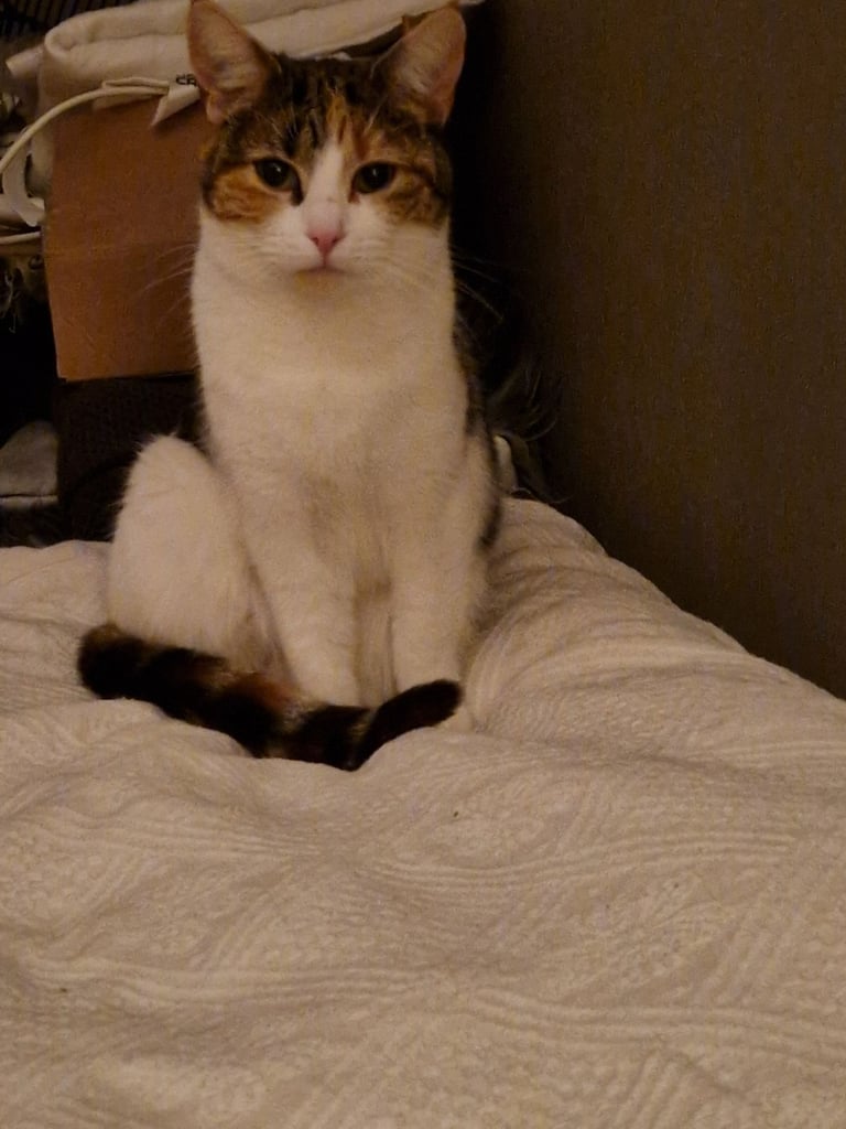 image for Cat for sale