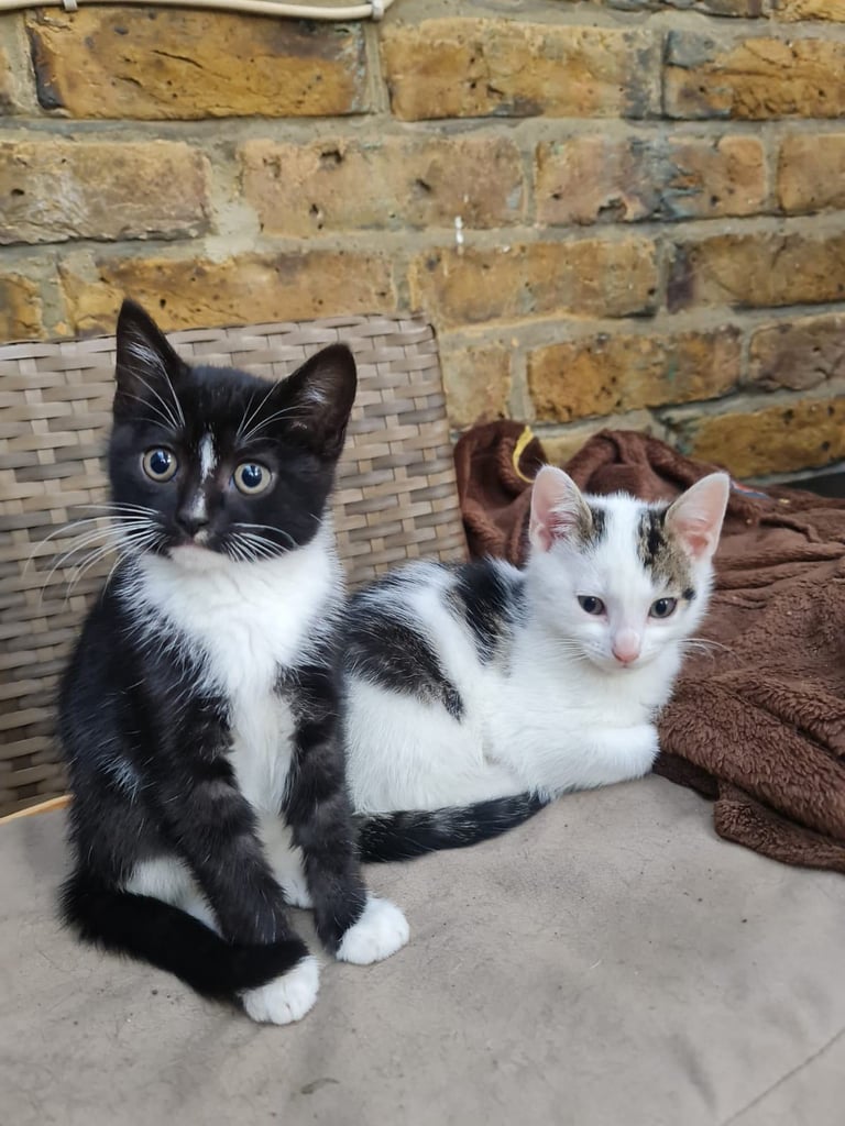 2 months old kittens