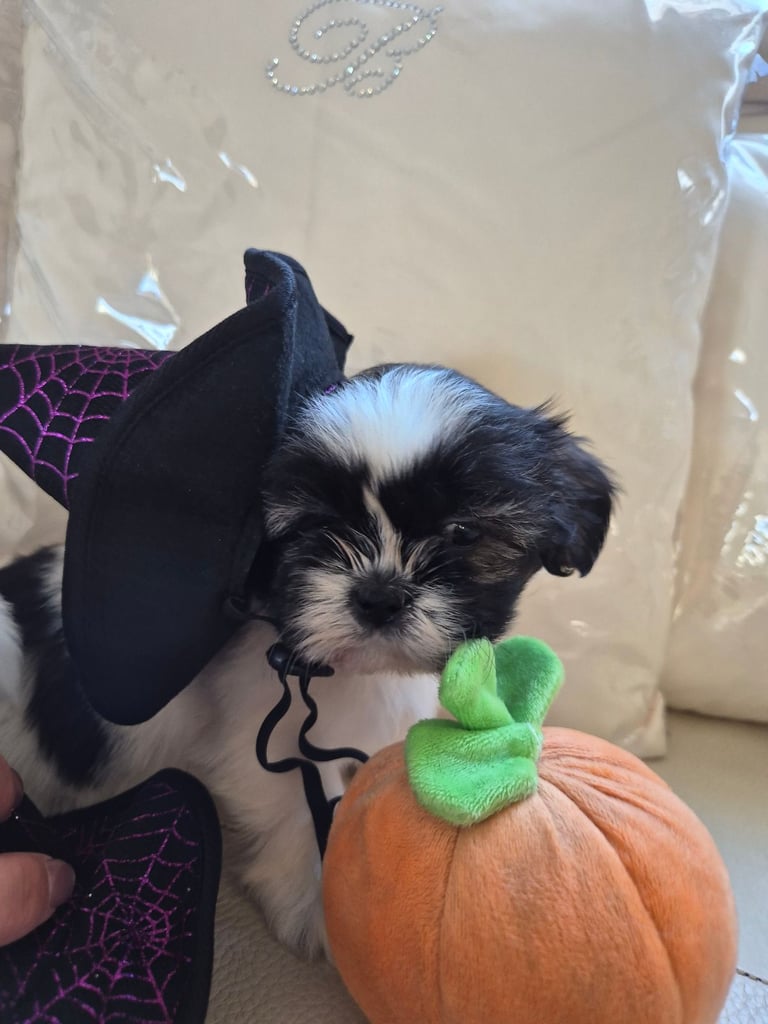 Shih tzu puppies ready in 1 week
