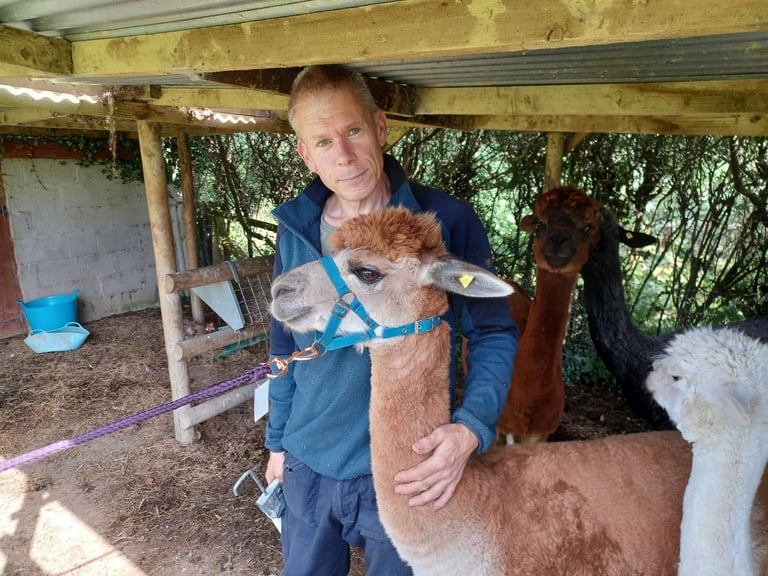 Alpaca fleeces, various colours available