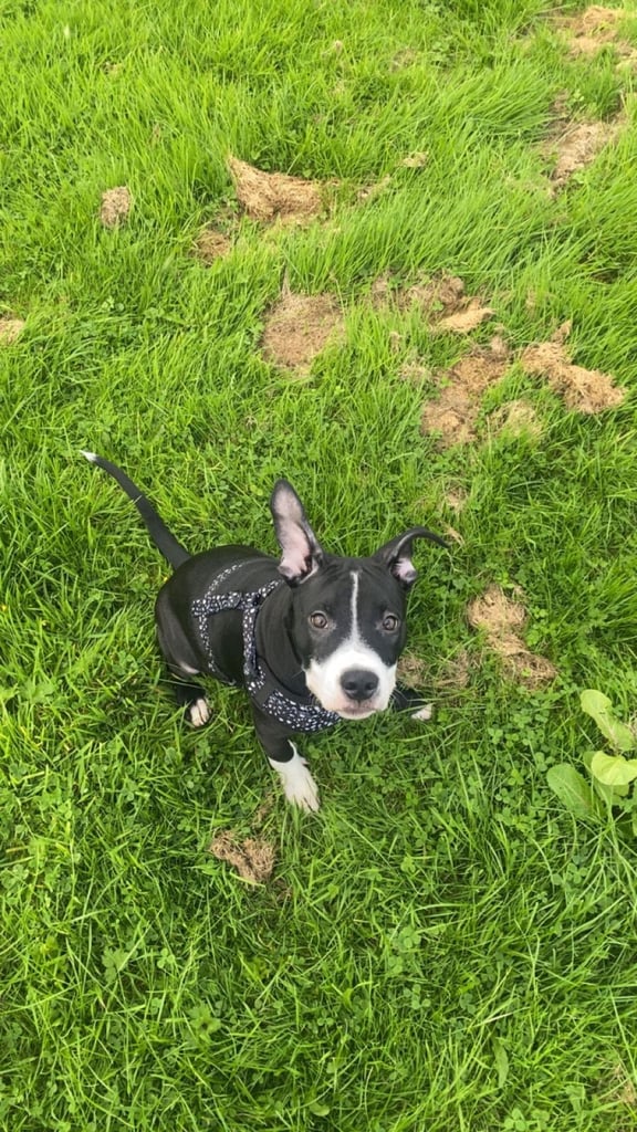 5 1/2 months old boy 