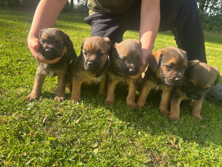 KC reg Border Terrier Puppies 