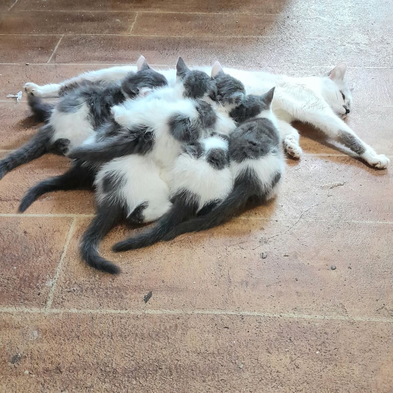  Bi colour white and blue kittens siamese/british shorthair/mix