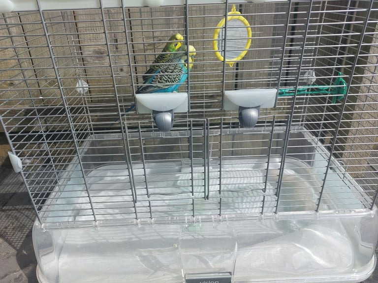 Budgies cage for sale in Middlesbrough 