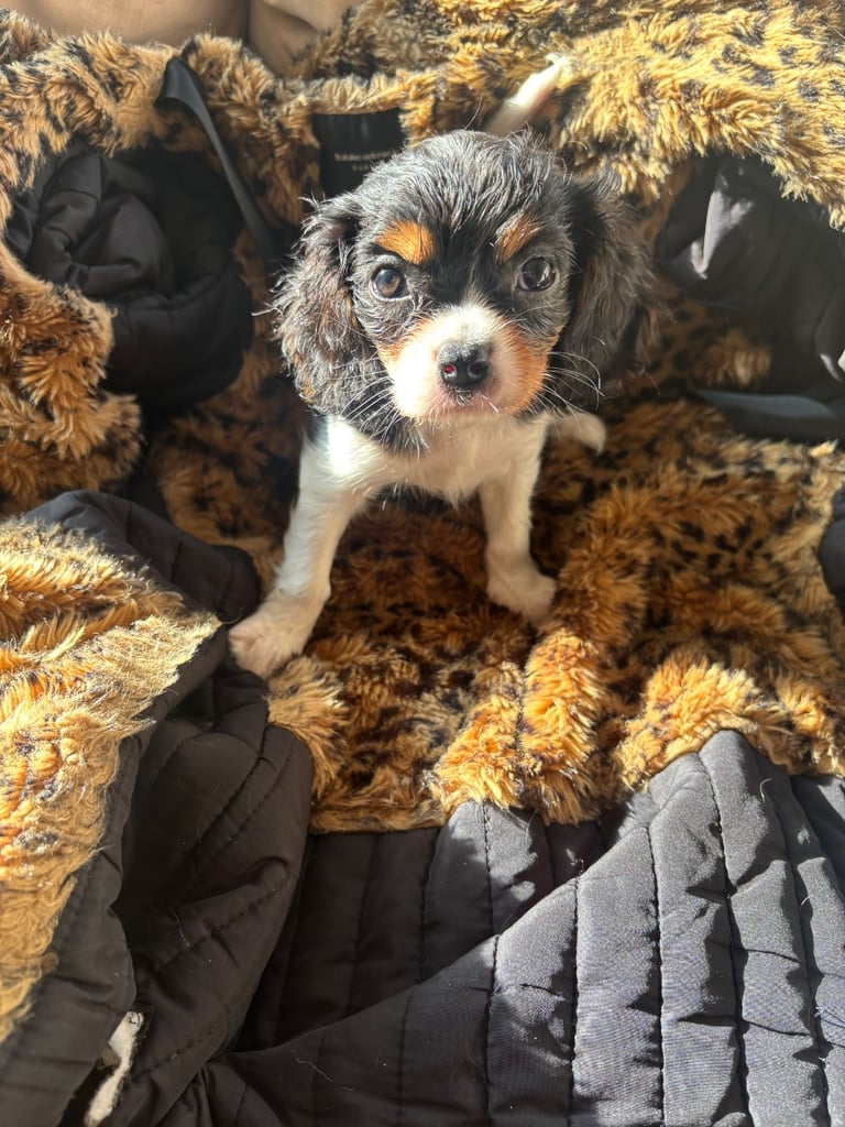 Cavalier King Charles 