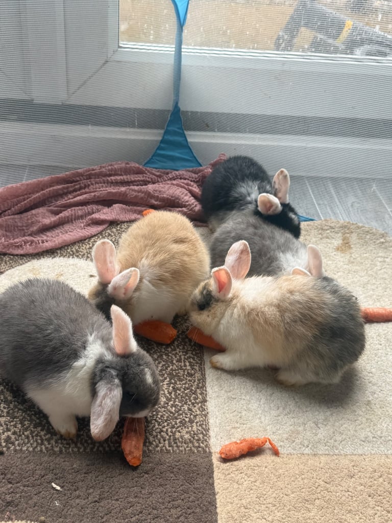 Rabbit