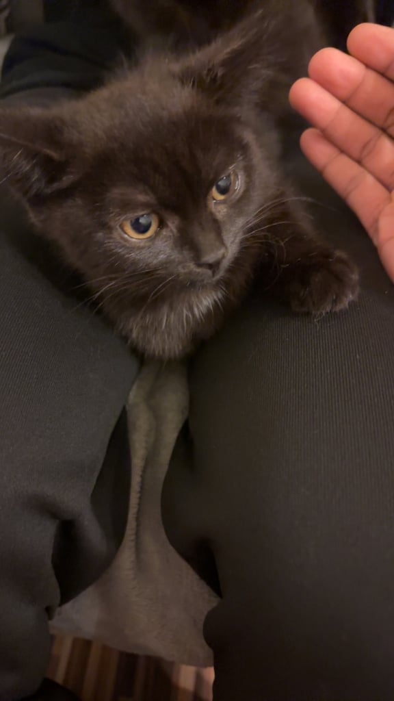 BRITISH SHORTHAIR MIXED KITTEN