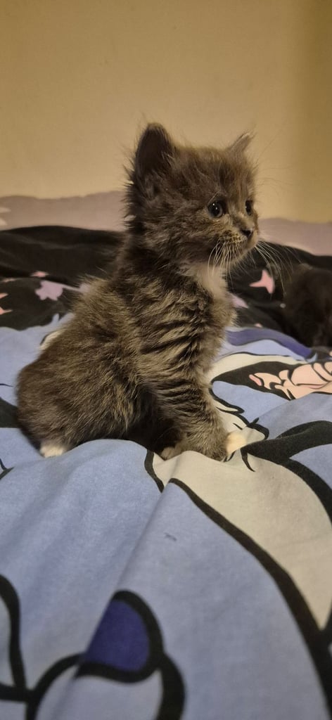 Gray kittens 