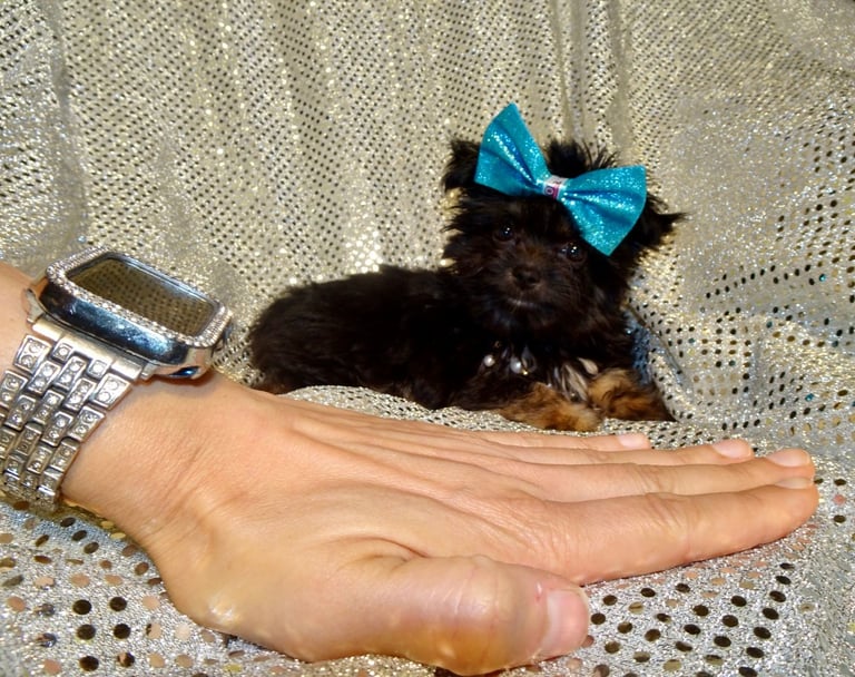 XXXXXXXXS Stunning Micro Tiny Black Blue & Tan Maltese X Chihuahua F1 Malchi Boy Puppy