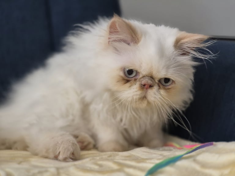 Himalayan Persian Kitten