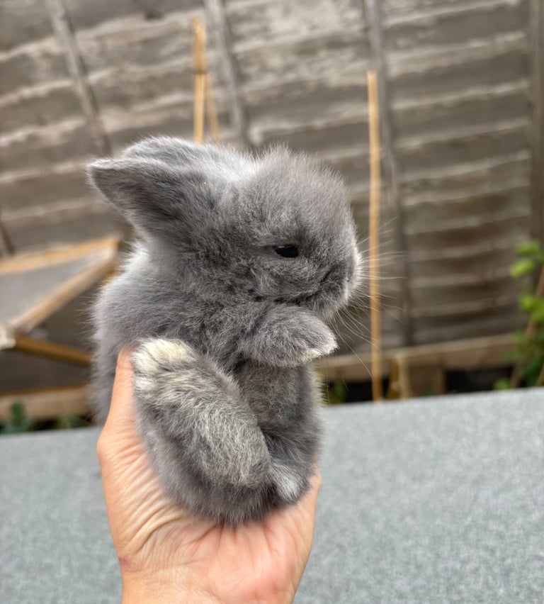 Grey lion head rabbits 