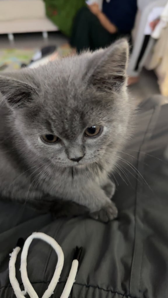 Bsh 