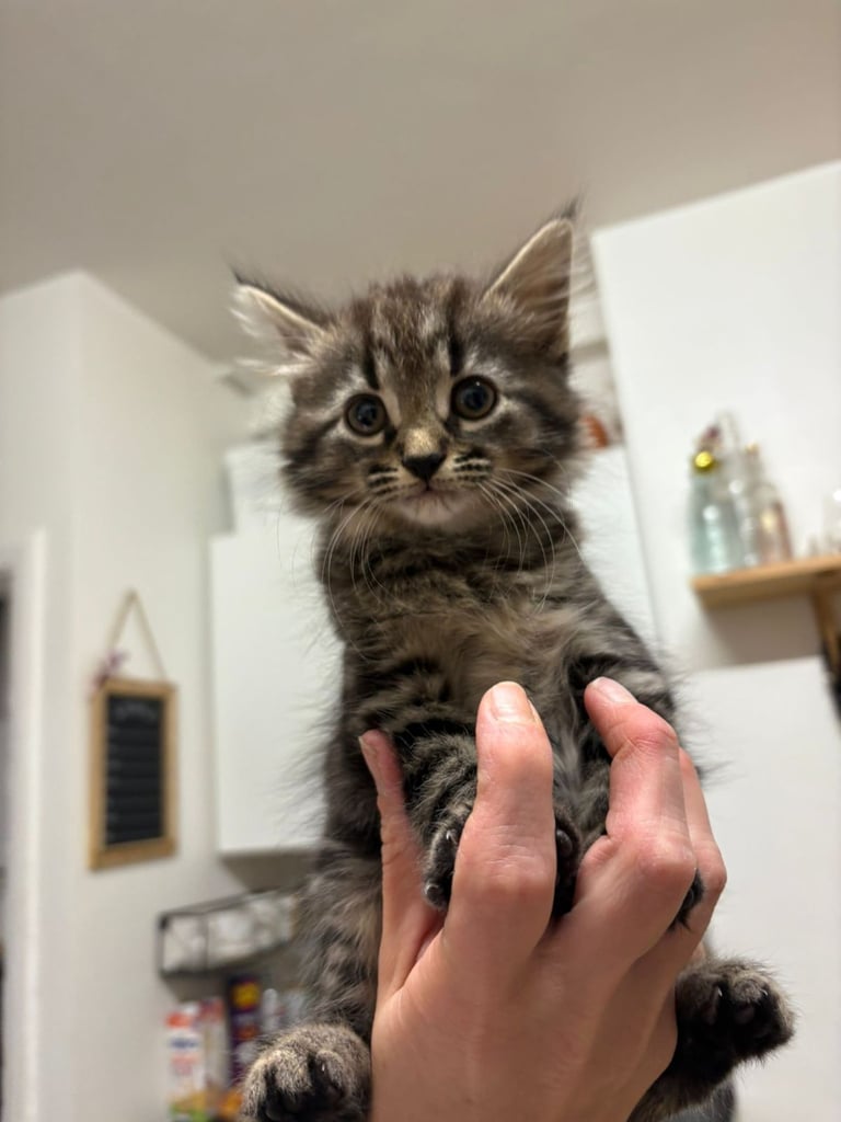 Cute tabby kittens looking lovely home