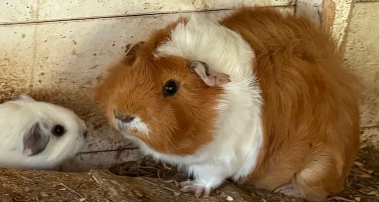 image for Young boy guinea pigs for sale