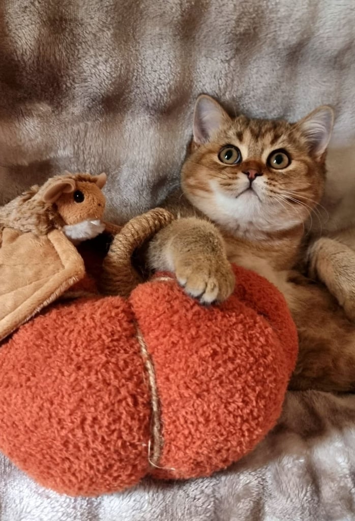 GOLDEN & COLOURPOINT BSH KITTENS, READY TO GO!