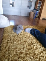 Mini Lop Rabbit and Omlet Eglu home