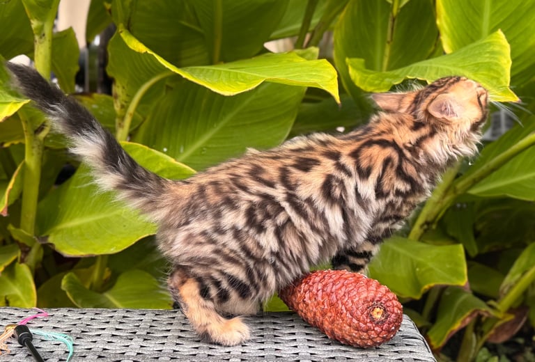 Cashmere Bengal girl ❤️