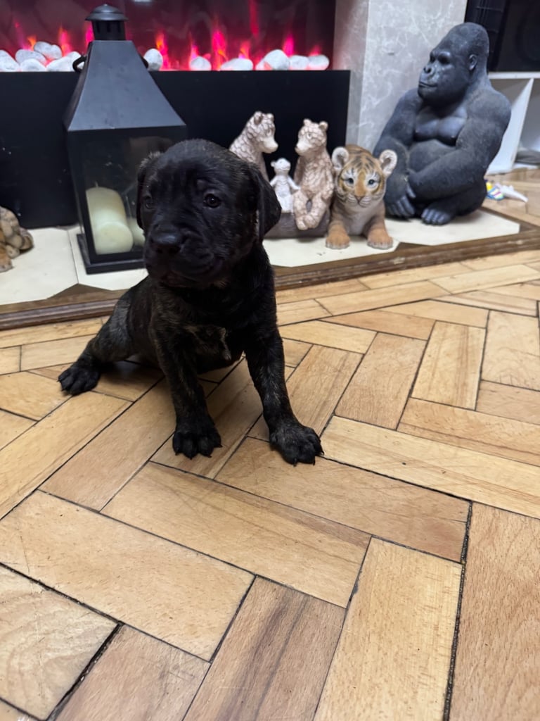 Bullmastiff x American Staff