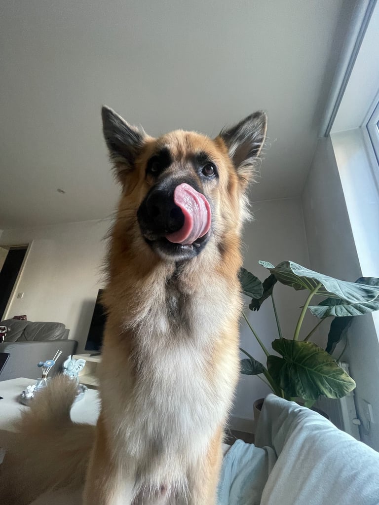 image for German shepherd