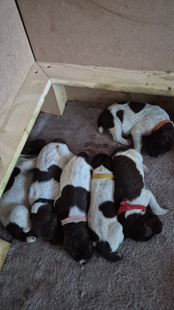 German shorthaired pointer pups