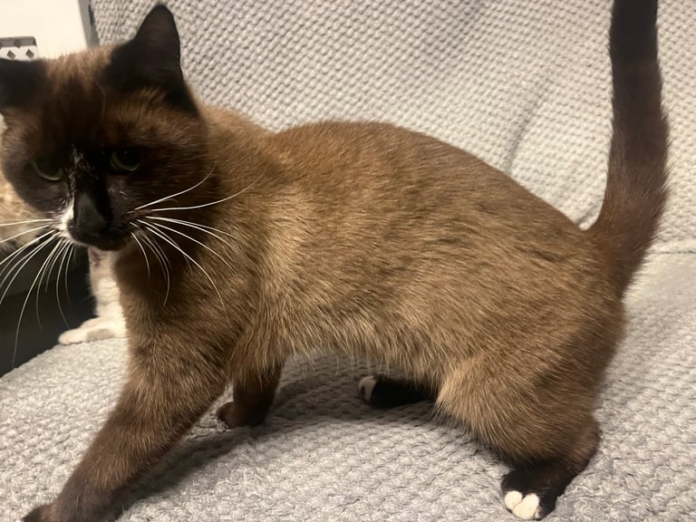 Snowshoe X Birman kittens for sale 