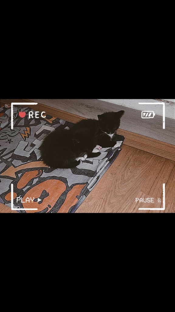 Kittens ready to leave now